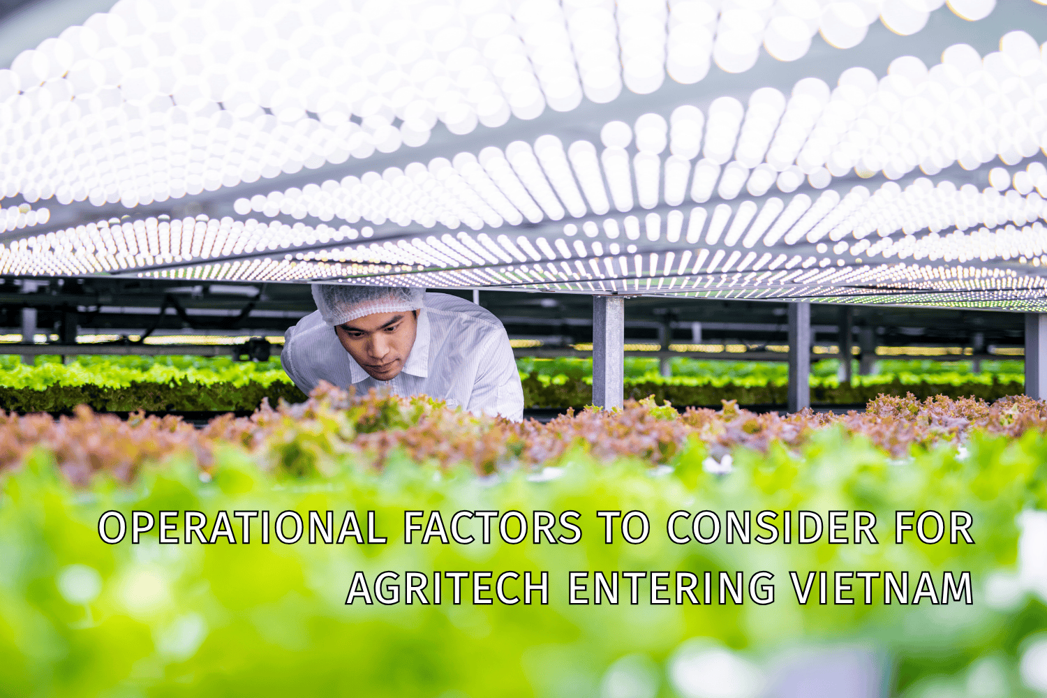Dutch–Vietnam AgriTech Partnerships: Building on Proven Success